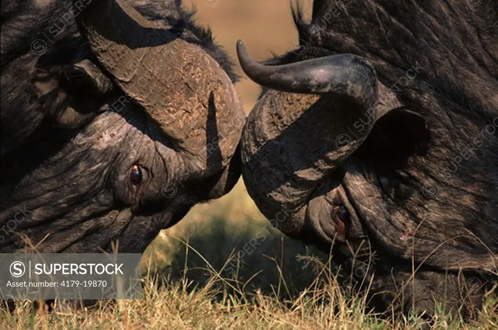 Cape buffalo males head butting (Syncerus caffer caffer) Maasai Mara National Reserve, Kenya