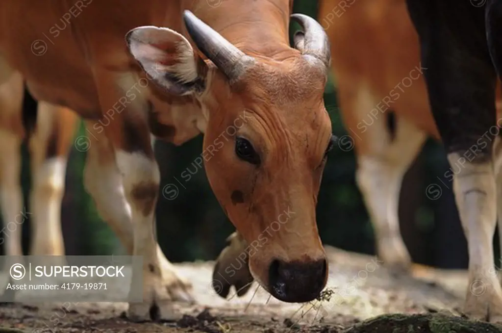 Banteng Cattle female (Bos javanicus) endangered species occurring in forested areas of South East Asia, captive
