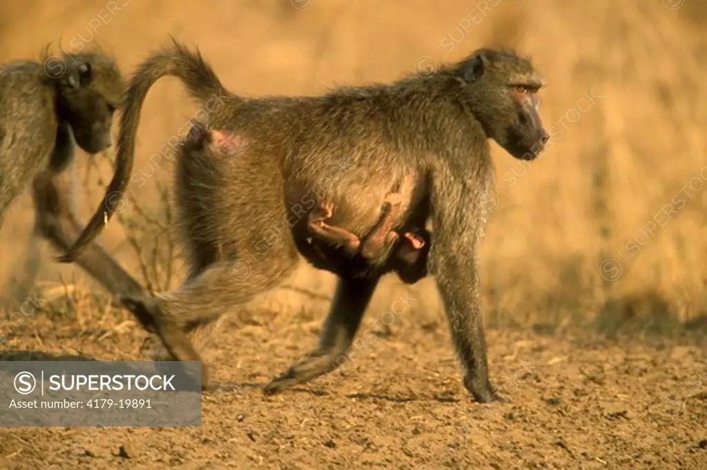 Chacma Baboon (Papio ursinus), female w/ baby, Kruger N.P., S. Africa
