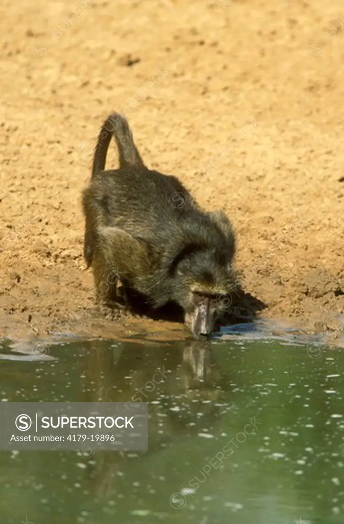 Chacma Baboon (Papio urisinus)drinking Mkuze Game Reserve, S Africa