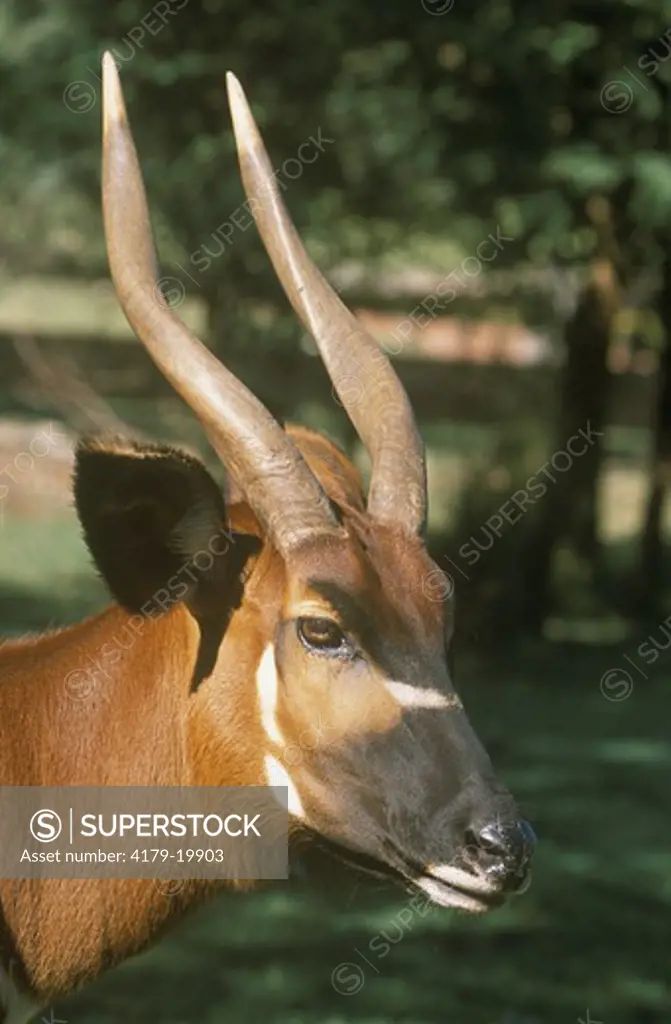 Bongo (Tragelephus eurycreos isaaci) (C) Johannesburg Zoological Gardens, S Africa