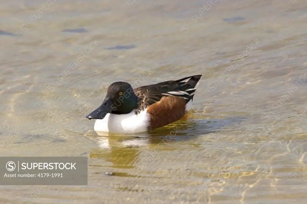 Shoveler Duck (Anas clypeata) Marco Island,Fl