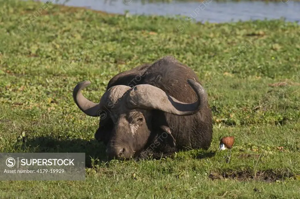 Cape Buffalo grazing in swamp, Amboseli National Park, Kenya