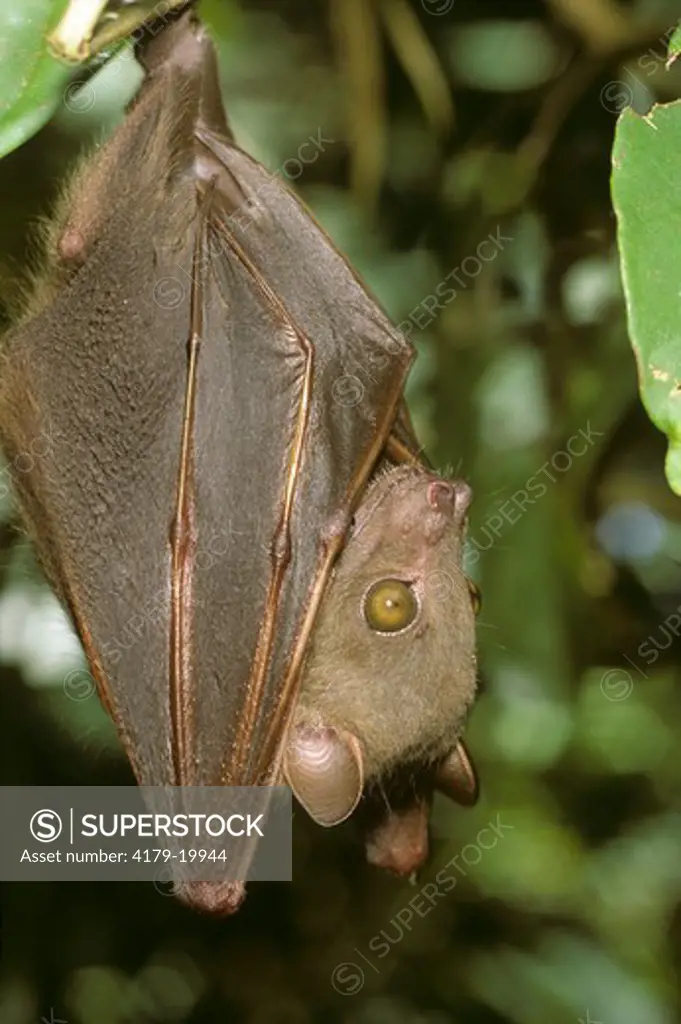 Short-nosed Fruit Bat (Cynopterus brachyotis) Roosting, Philippines/Mt Apo
