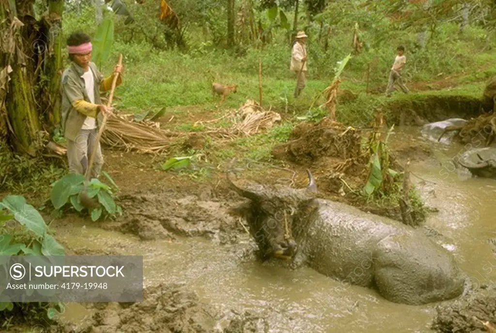 Water buffalo spa (Bubalus bubalus), ladeling muddy water, Phillipines, Mindanao