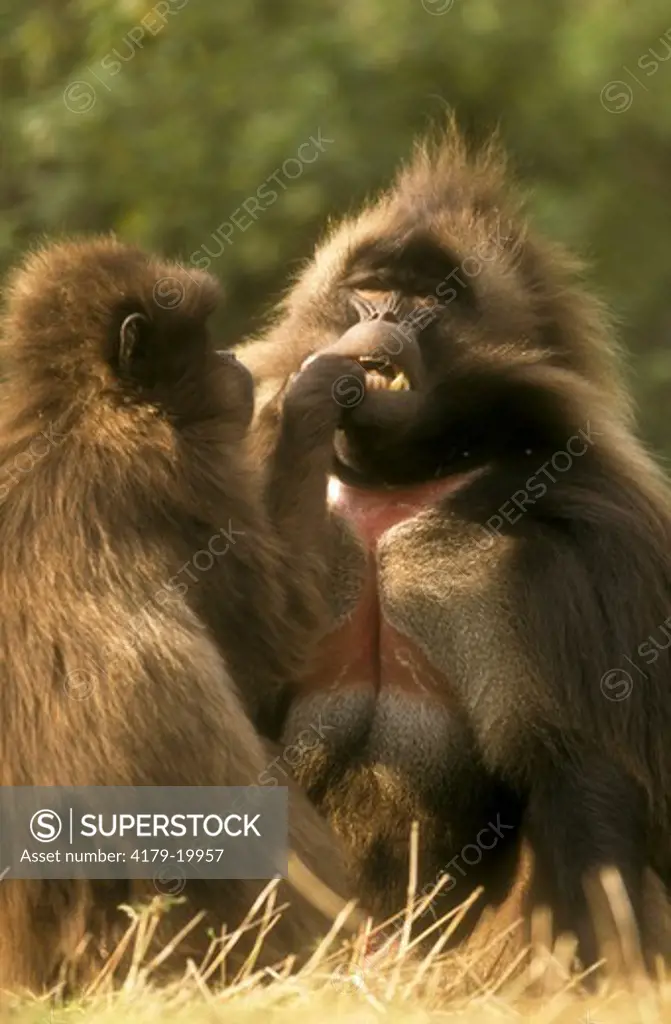 Gelada Baboon (Theropithecus gelada), pair, female grooming male
