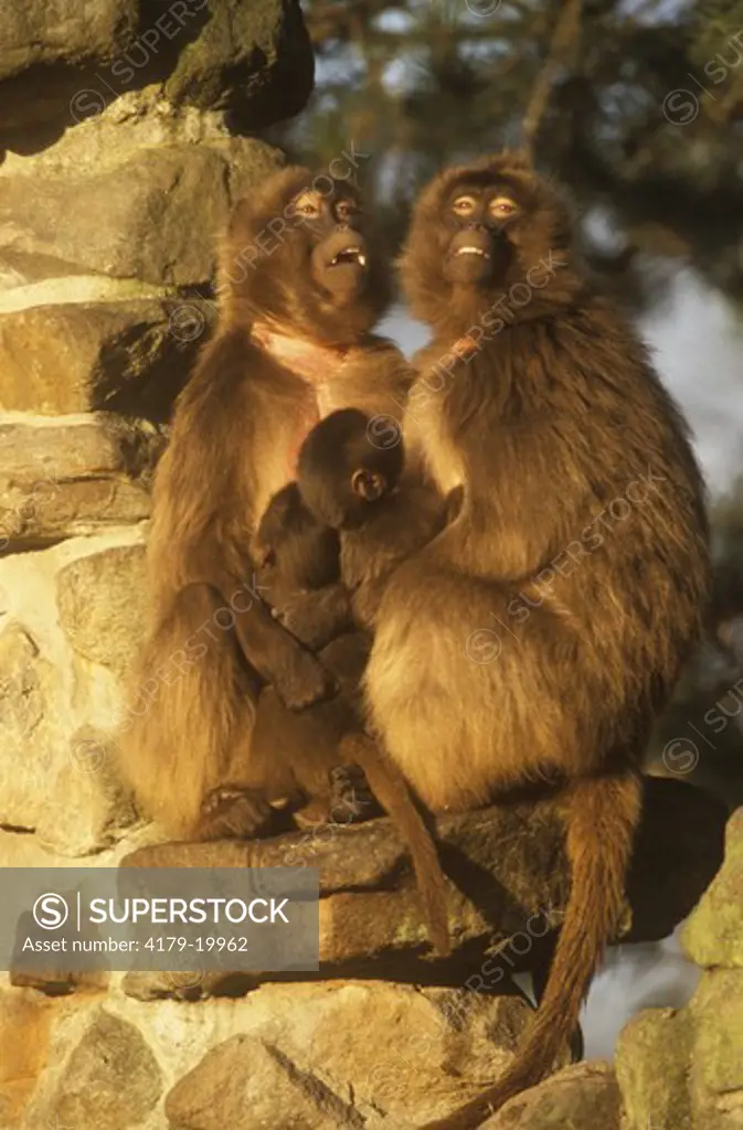 Gelada Baboons, females & young (Theropithecus gelada)