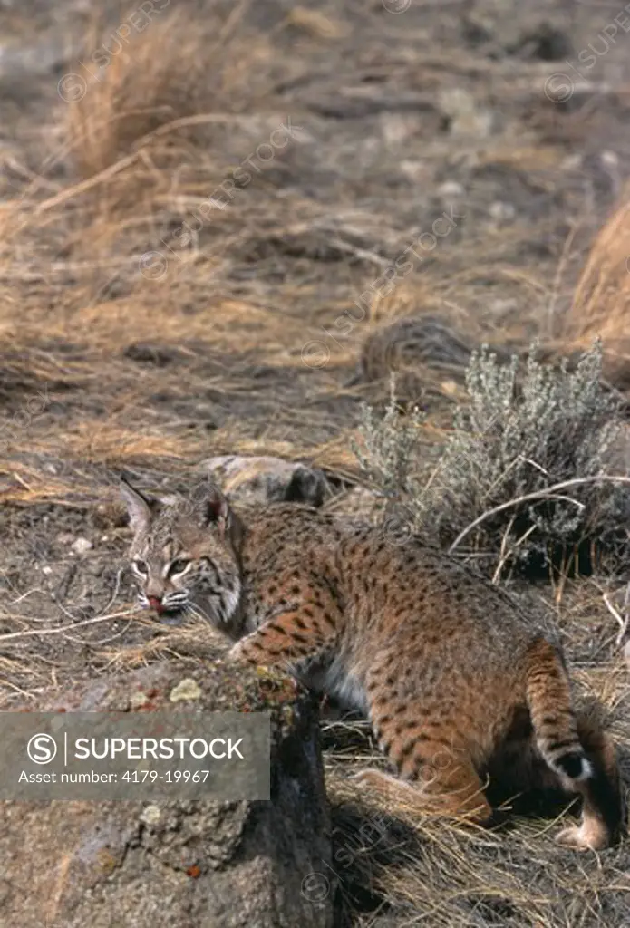 Bobcat (Felis rufus), IC, Bozeman, MT