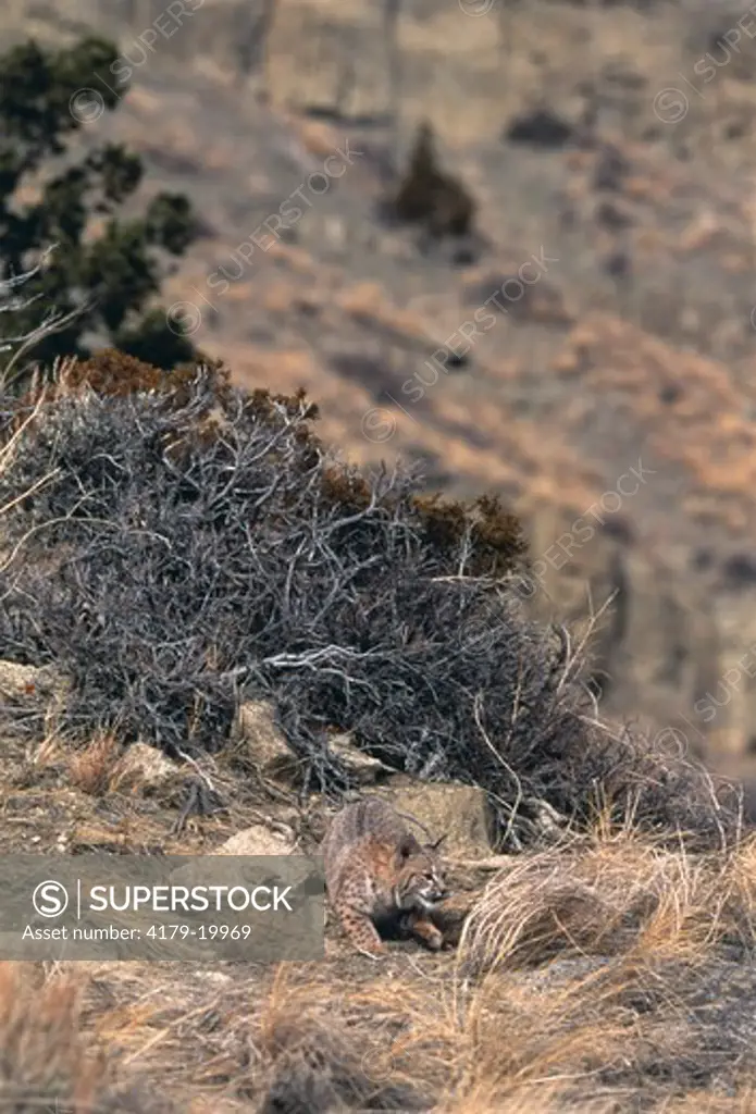 Bobcat stalking (Felis rufus), IC, camouflage, Bozeman, MT, Montana