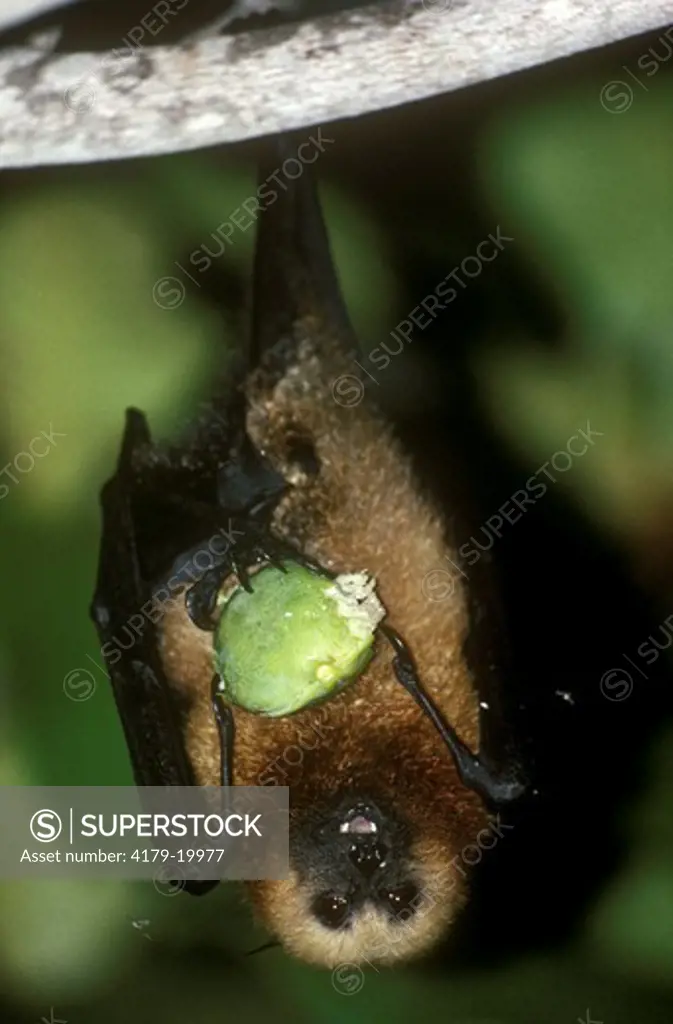 Aldabra Fruit Bat - Endemic (Pteropus seychellensis) Aldabra, Atoll, Seychelles