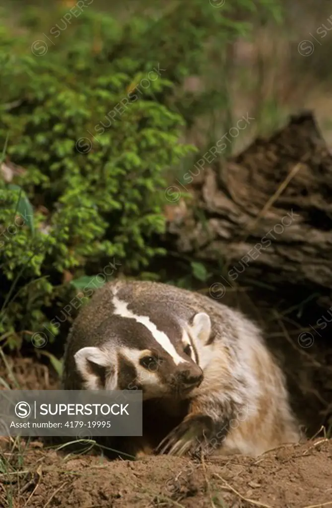 Badger  (Taxidea taxus) W, N, C America