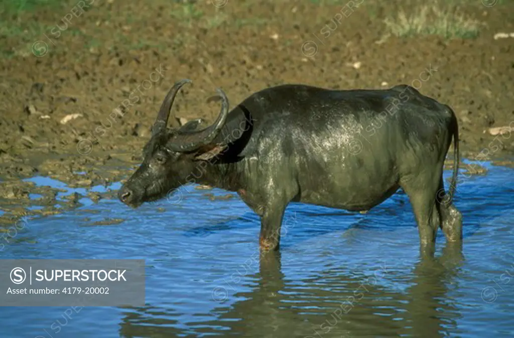 Domestic Water Buffalo, Burma (Myanmar), Asia