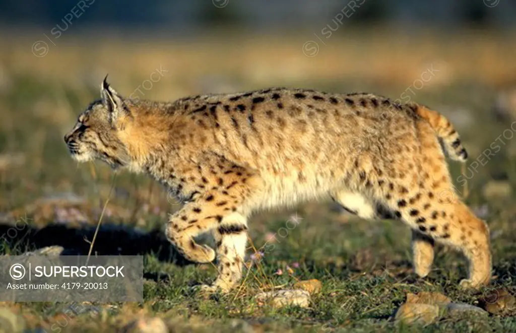 Bobcat (Lynx rufus) N,S,E,W America
