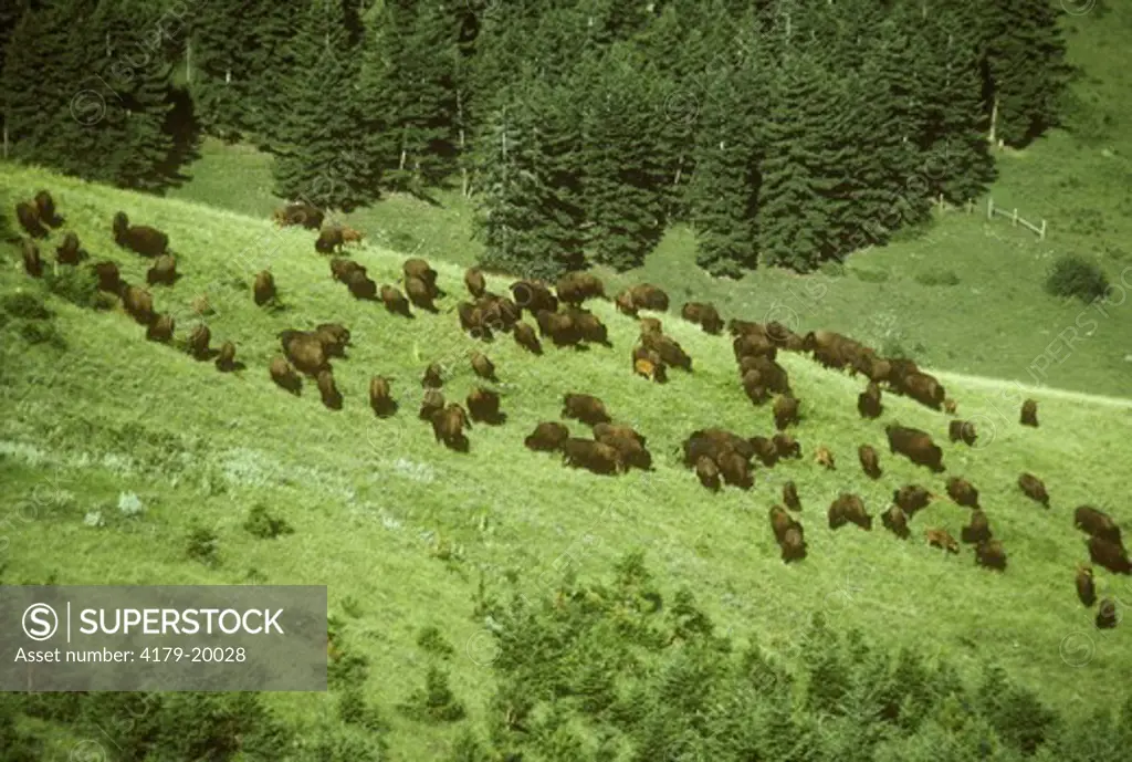 Bison (Bison bison) National Bison Range, MT, Montana