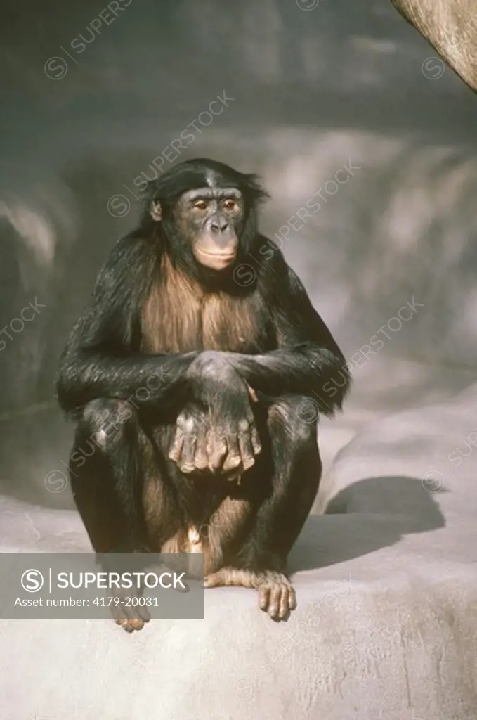 Pygmy Chimpanzee (Pan paniscus) aka Bonobo San Diego Zoo -CA