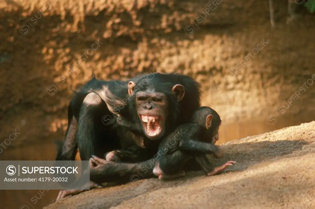 Chimp (Pan troglodytes) Los Angeles Zoo/California