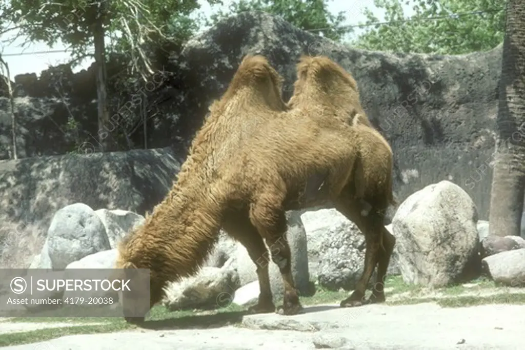 Bactrian Camel, Gladys Porter Zoo, Brownsville, TX