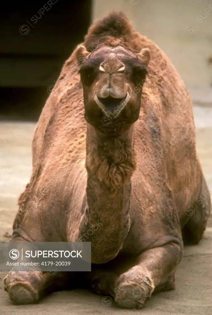 Dromedary Camel San Diego Zoo