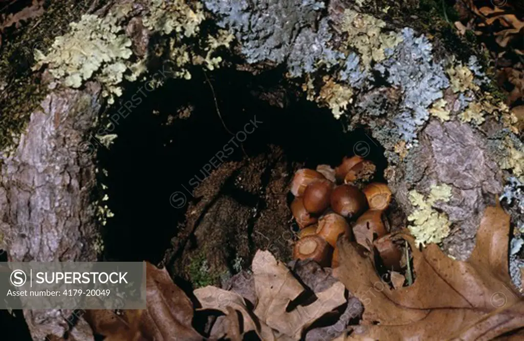Acorns stored in Tree Hollow by Eastern Chipmunk (Tamias striatus) Virginia
