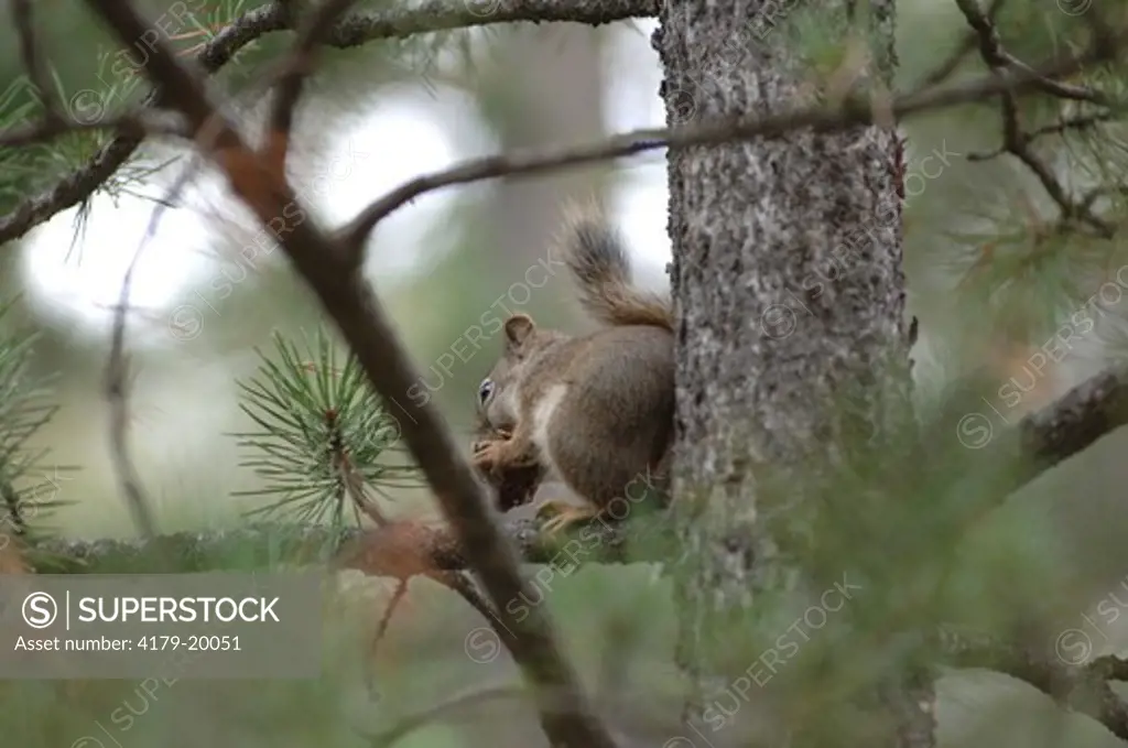 Chipmunk in pine tree,  Grand Teton National Park, Wyoming  September,  digital capture