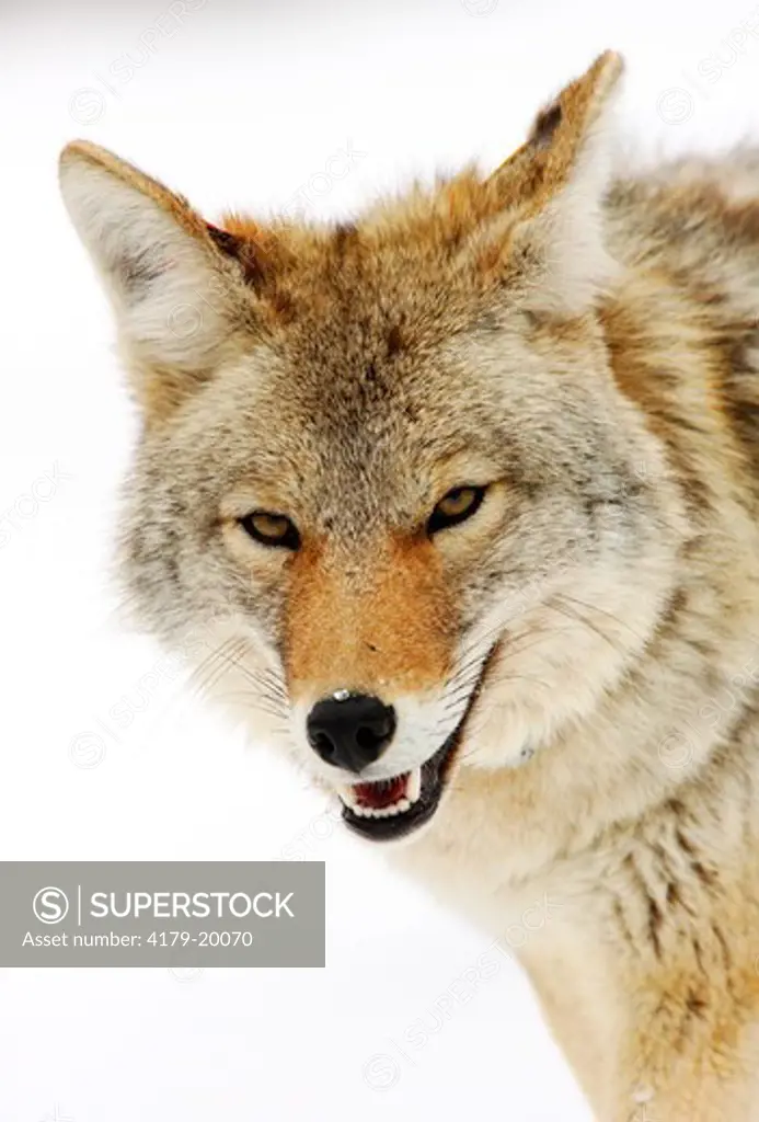 Coyote portrait eye contact (Canis latrans)  In snow  Yellowstone N.P., Wyoming