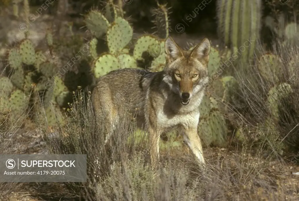 Desert Coyote (Canis latrans) Southern Arizona