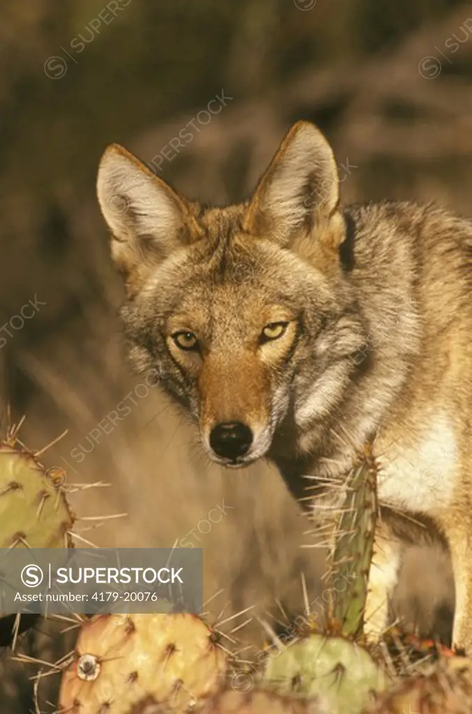Desert Coyote (Canis latrans) Tucson - Arizona