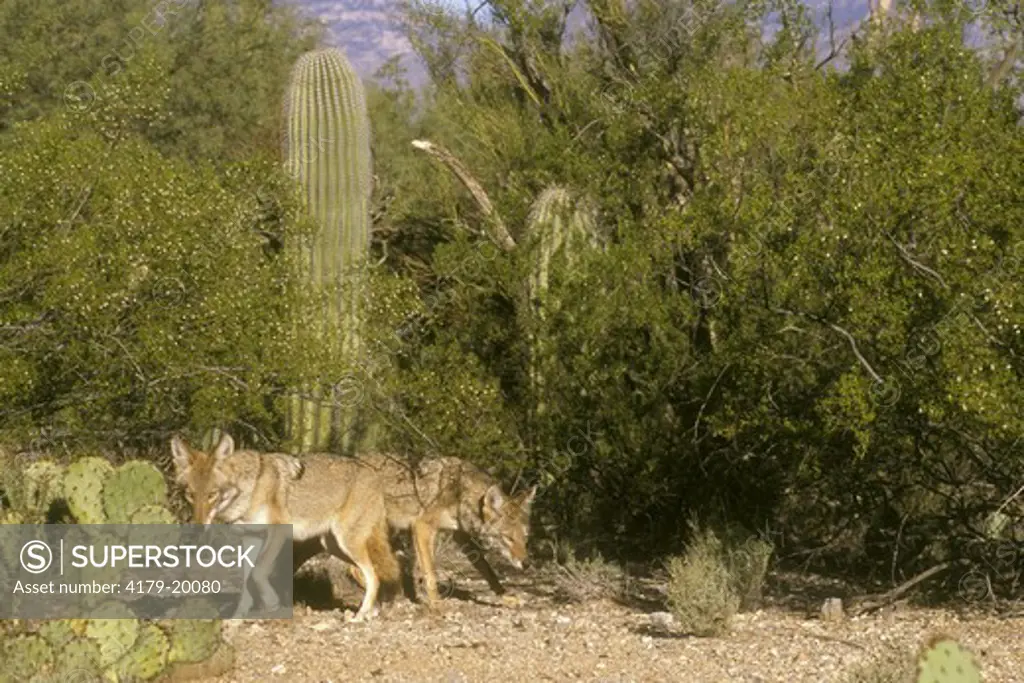 Desert Coyote & Saguaro Cactus (Canis latrans), Southern Arizona