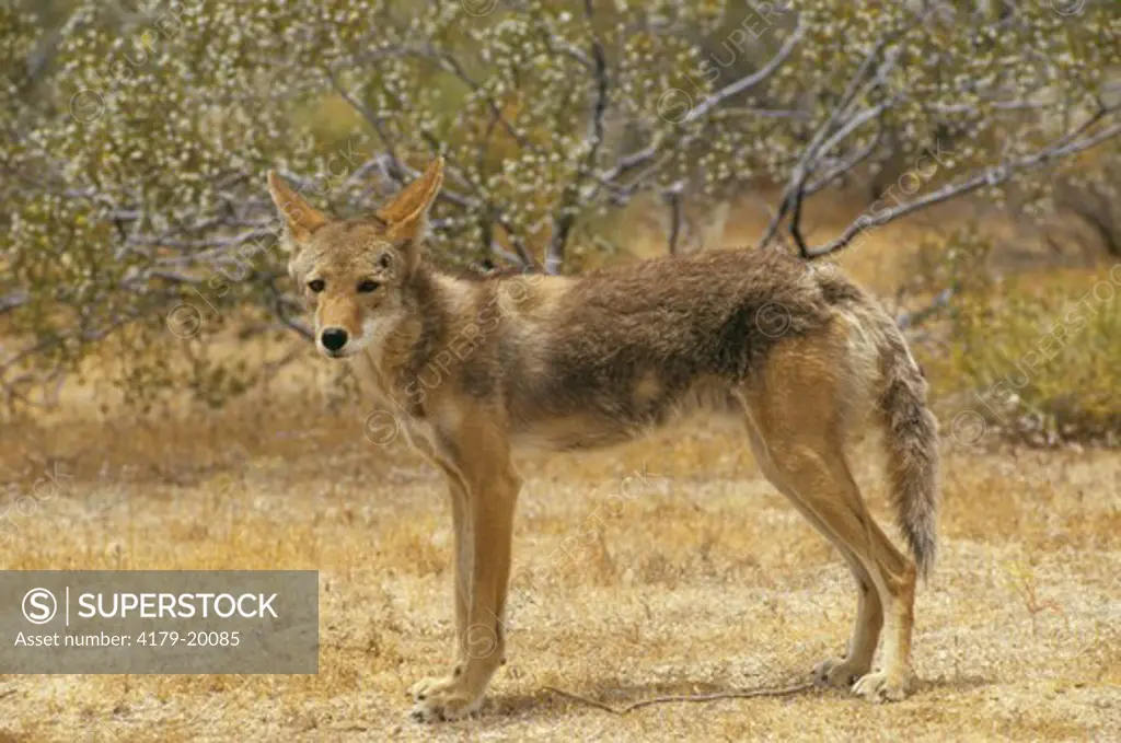 Coyote (Canis latrans) Joshua Tree NM, California