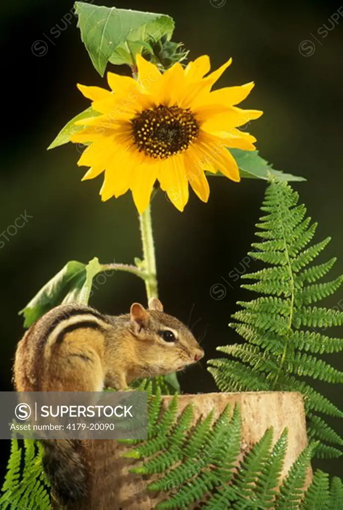 Eastern Chipmunk w/ sunflower (Tamias striatus) Vermont
