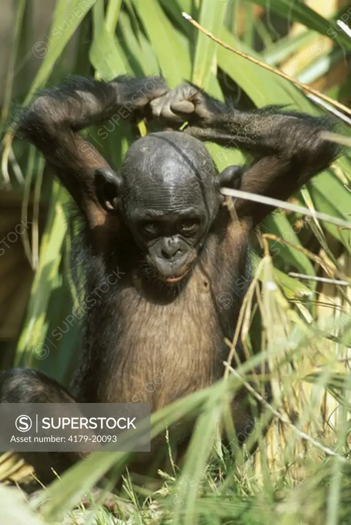 Bonobos- baby velvia  (Pan paniscus) San Diego Zoo, CA