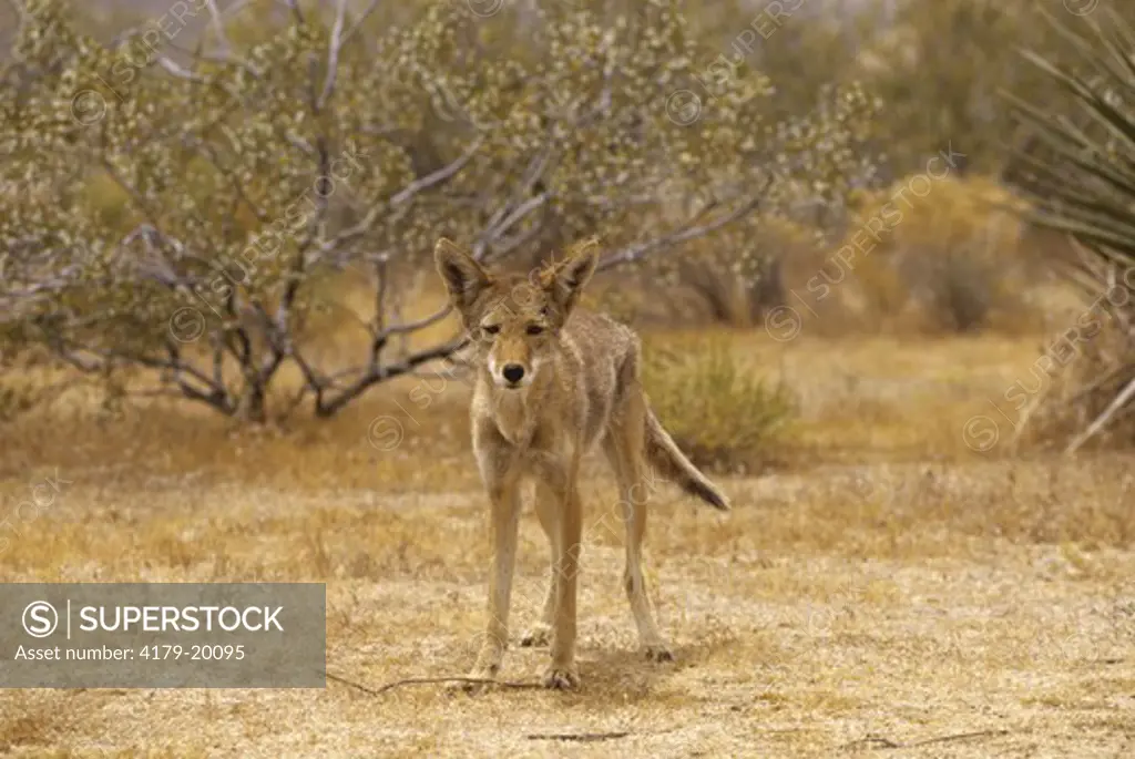 Coyote (Canis latrans) Joshua Tree NM, California