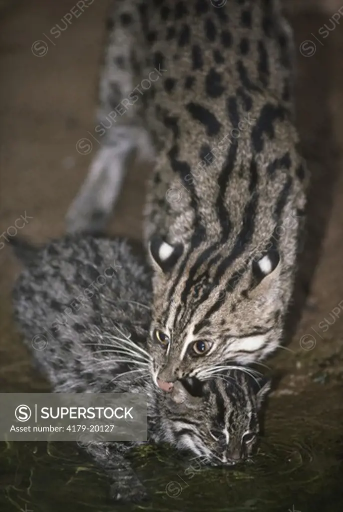 Fishing Cat (Felis viverrinus) with young. SE Asia