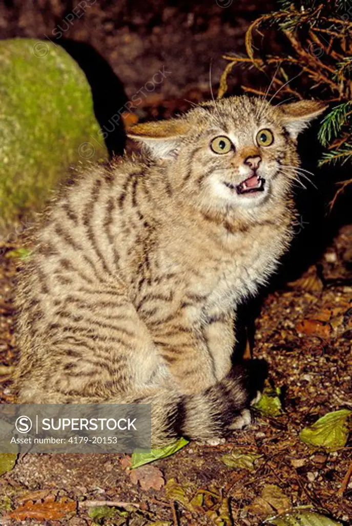 European Wildcat (Felis Silvestris Slvestris) Kitten Angry