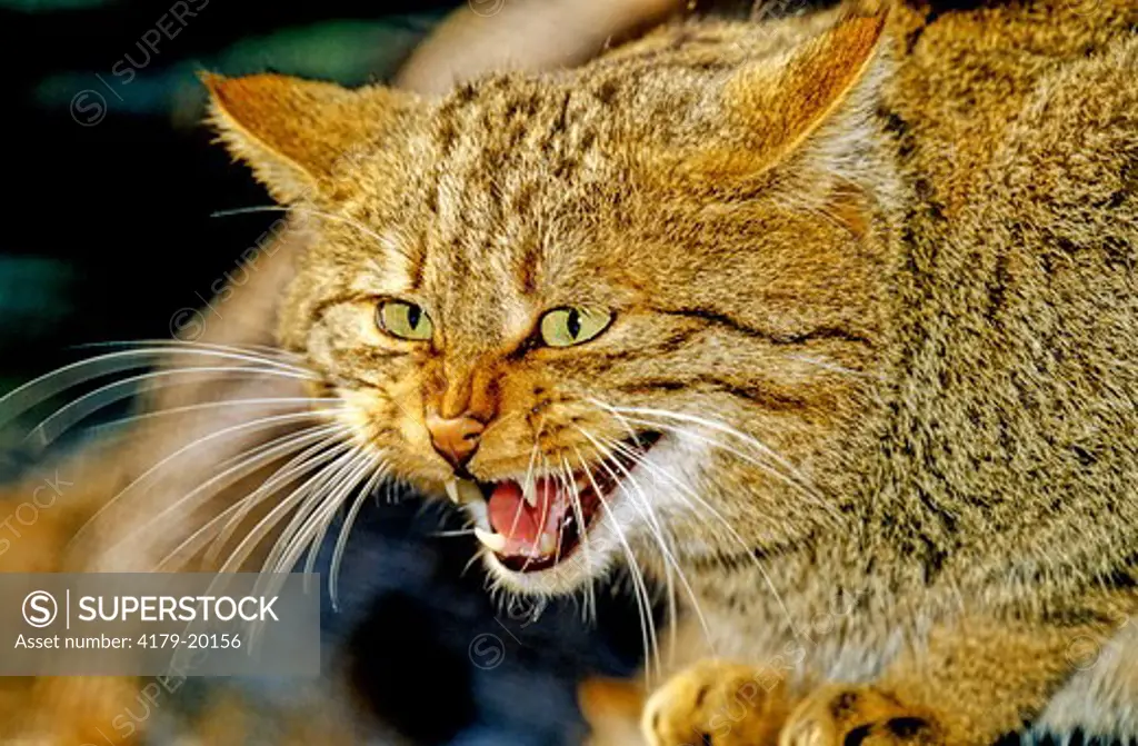 European Wild Cat (Felis Silvestris Silvestris) Angry