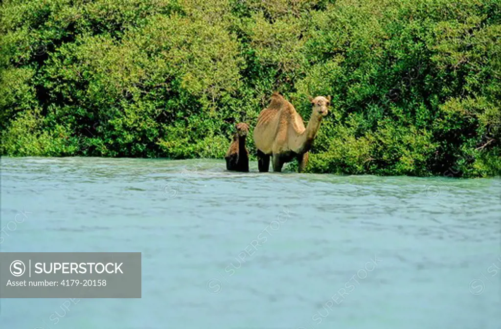 Dromedary (Camelus Dromedarius) In Mangroves, Of Kamaran Island, Red Sea, Yemen
