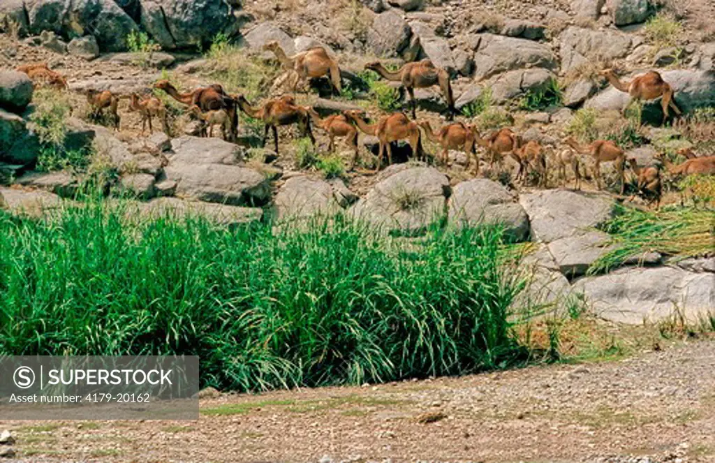 Dromedary (Camelus Dromedarius), Northern Highlands, Yemen