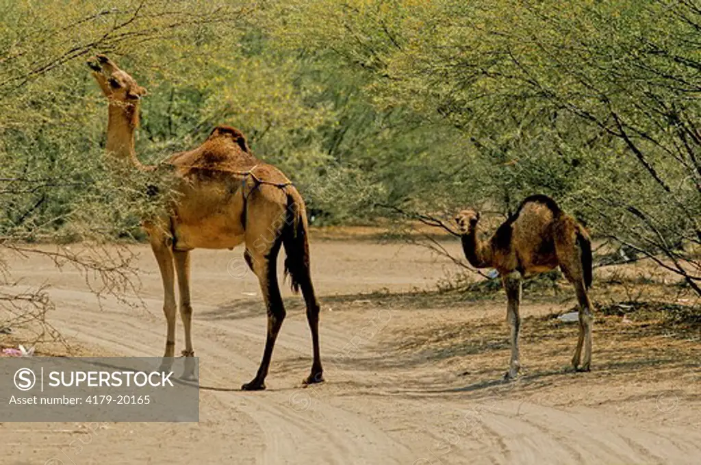 Dromedary (Camelus Dromedarius) Mother And Baby -Reaching To Eat. Tihama - Yemen