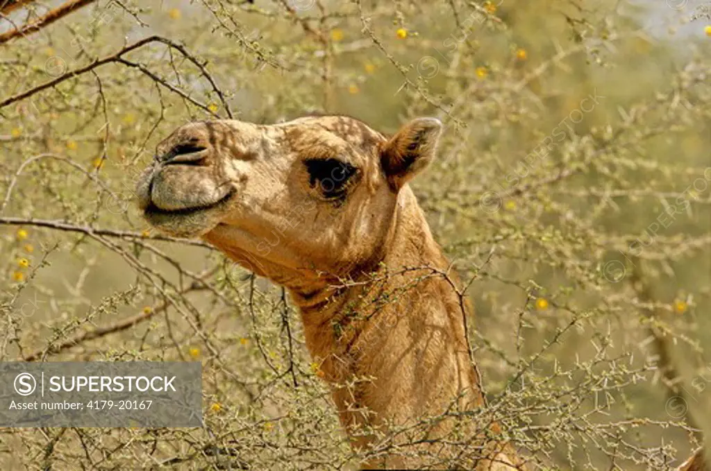 Dromedary (Camelus Dromedarius), Tihama, Yemen