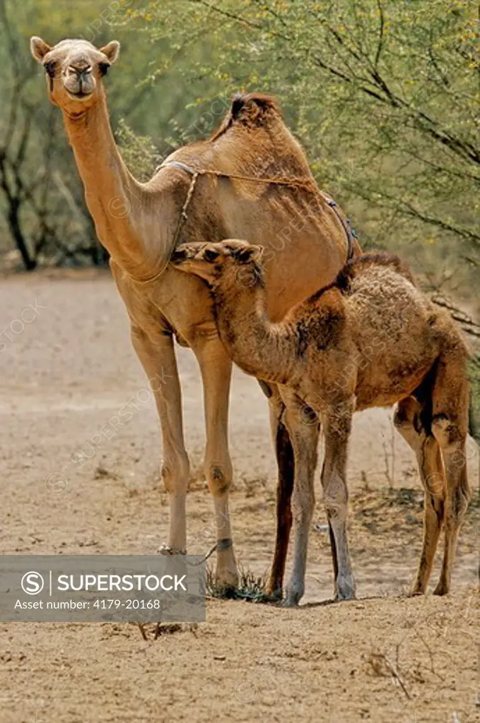 Dromedary (Camelus Dromedarius) With Baby, Tihama, Yemen