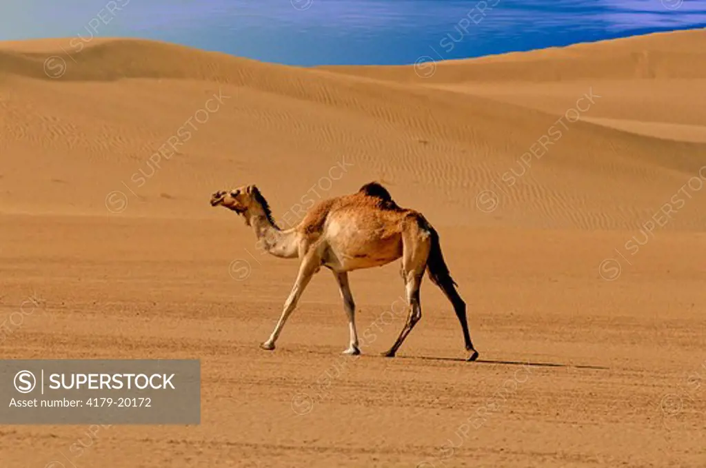 Dromedary (Camelus Dromedarius) Rub Al Khali Desert, Yemen