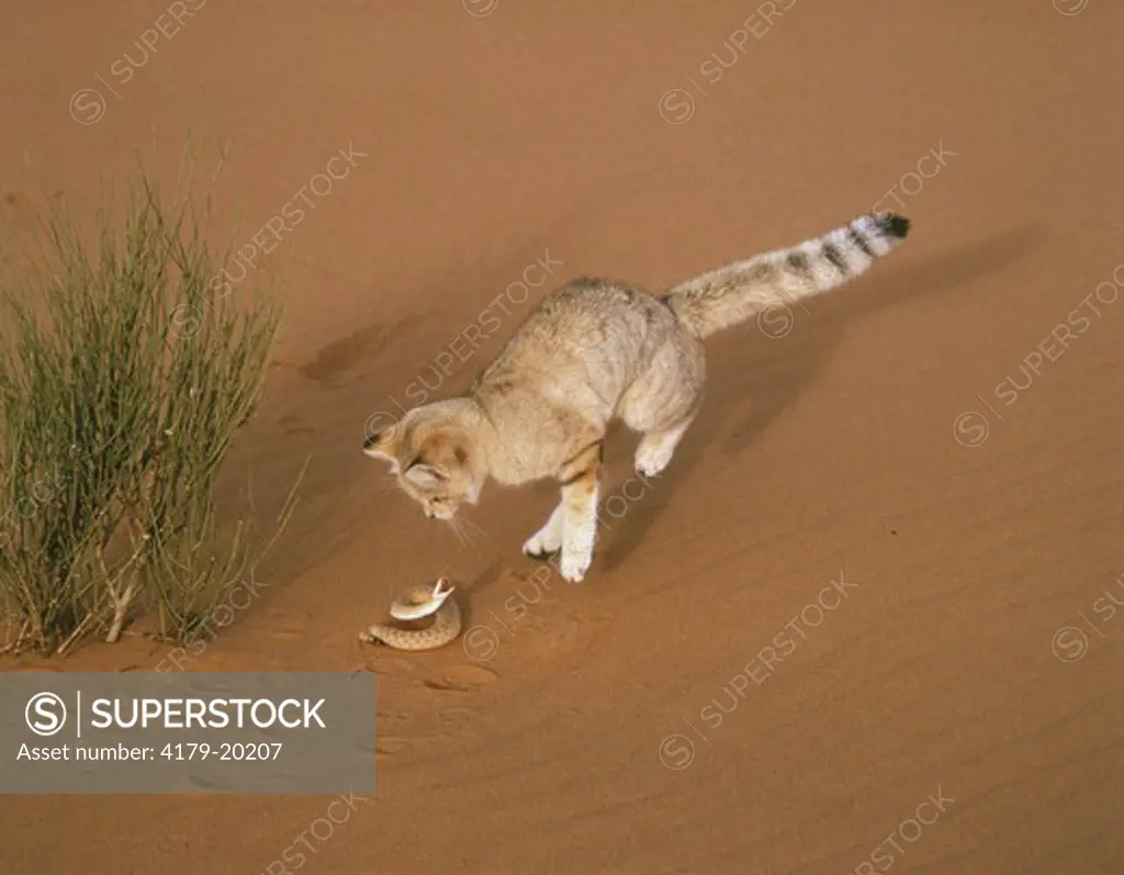 Sand Cat evading bite from common sand viper (Felis margarita) Sahara Niger Tenere