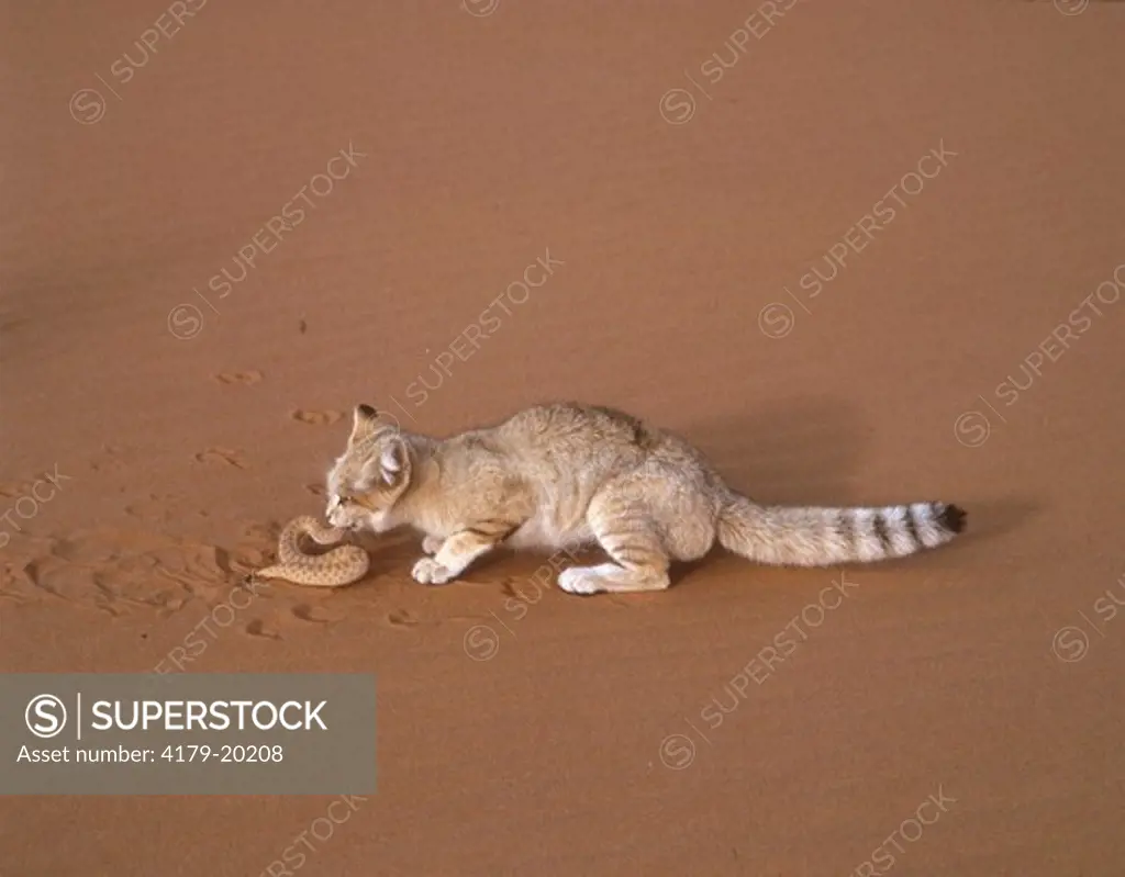 Sand Cat eating common sand viper (Felis margarita) Sahara Niger Tenere