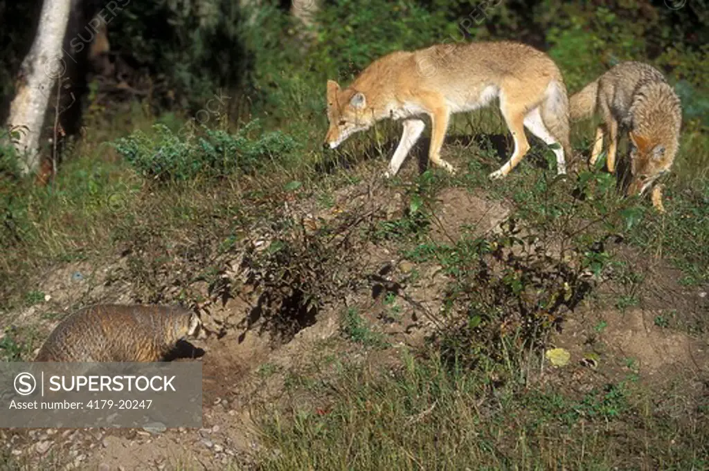 Coyote (Canis latrans)& Badger (Taxidea taxus) captive, Montana