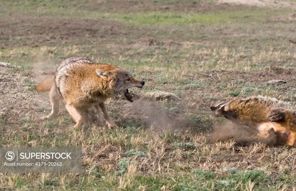 Coyote (Canis latrans), Badger (Taxidea taxus), captive  Medora North Dakota