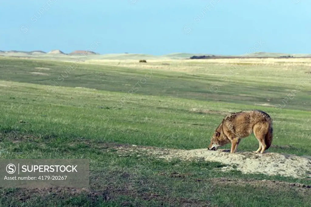 Coyote (Canis latrans), in prairie dog town captive  Medora North Dakota