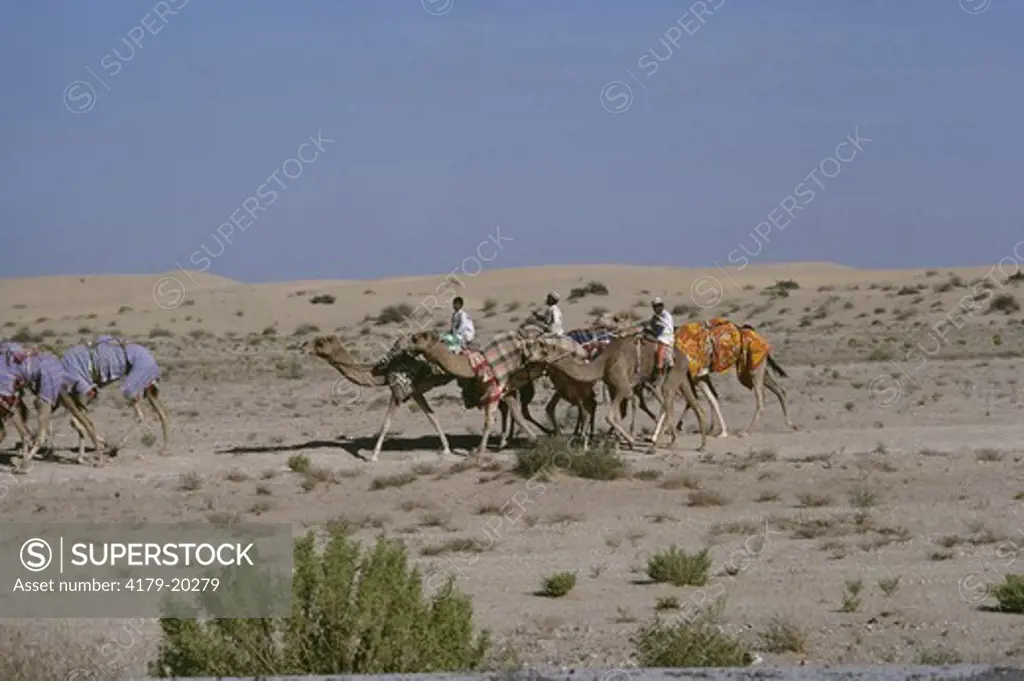 Camels (Camelus dromedarus), United Arab Emirates
