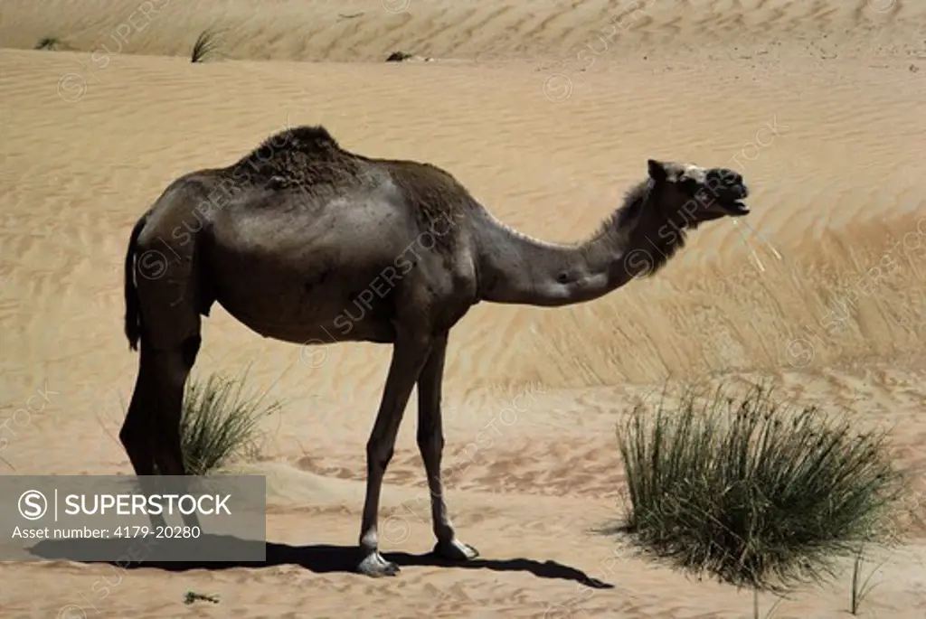 Camel  (Camelus dromedarius) United Arab Emirates