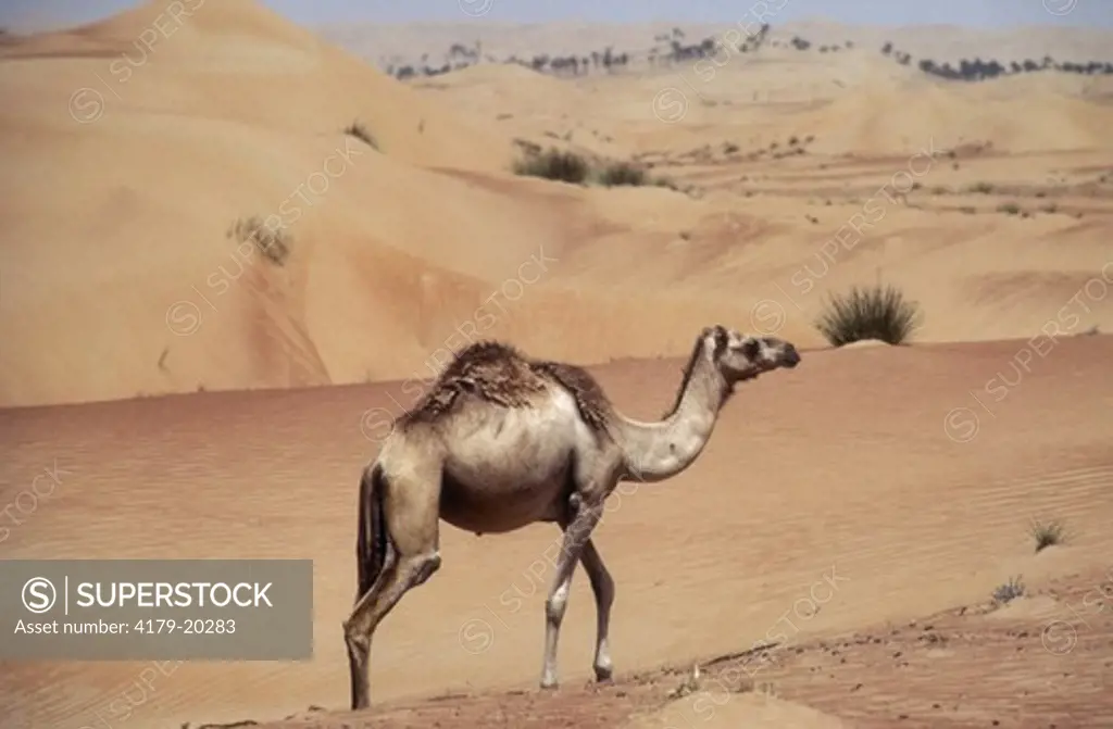 Camel (Camelus dromaderius) United Arab Emirates