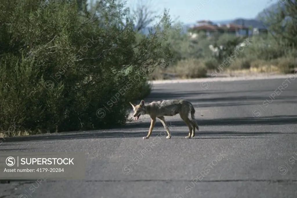 Coyote in populated area (Canis latrans) Arizona - wild